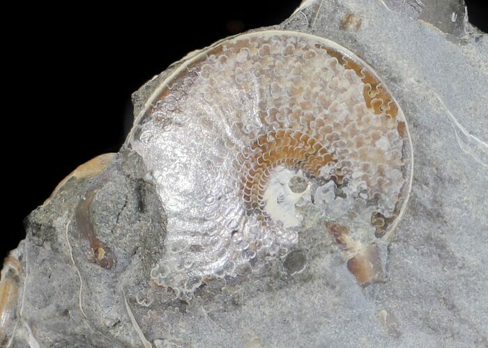 Sphenodiscus Ammonite - South Dakota #60235